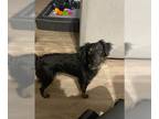 Cocker Spaniel-Dachshund Mix DOG FOR ADOPTION RGADN-1222277 - Susie - Dachshund