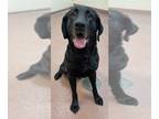 Labrador Retriever DOG FOR ADOPTION RGADN-1222279 - THORIN - Labrador Retriever