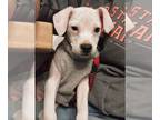 Labrador Retriever Mix DOG FOR ADOPTION RGADN-1222283 - Henry - Terrier /