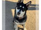 Alaskan Malamute-German Shepherd Dog Mix DOG FOR ADOPTION RGADN-1222301 - Maui -