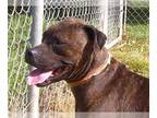 Boxer-Pug Mix DOG FOR ADOPTION RGADN-1222308 - Cassie - Boxer / Pug / Mixed Dog
