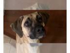 Black Mouth Cur Mix DOG FOR ADOPTION RGADN-1222309 - Hope - Black Mouth Cur /