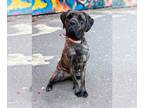 Mastiff DOG FOR ADOPTION RGADN-1222313 - SIDNEY - Mastiff Dog For Adoption