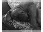 Boxador DOG FOR ADOPTION RGADN-1222329 - ARYA (COURTESY POST) - Labrador