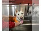 Mix DOG FOR ADOPTION RGADN-1222340 - Apollo - Husky (long coat) Dog For