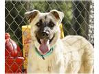 Anatolian Shepherd Mix DOG FOR ADOPTION RGADN-1222345 - River - Anatolian