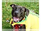 Basset Hound-Labrador Retriever Mix DOG FOR ADOPTION RGADN-1222350 - Stubbz -