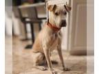 Chinese Shar-Pei DOG FOR ADOPTION RGADN-1222352 - Shamus - Shar Pei Dog For