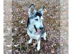 Huskies Mix DOG FOR ADOPTION RGADN-1222353 - Mia - Husky / Mixed (medium coat)
