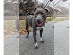 American Pit Bull Terrier Mix DOG FOR ADOPTION RGADN-1222354 - Arnold - Pit Bull