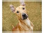 Bull Terrier-Great Dane Mix DOG FOR ADOPTION RGADN-1222364 - GAYFERS - Great