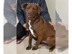 Chocolate Labrador retriever-Labrador Retriever Mix DOG FOR ADOPTION