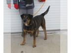 Shepweiller DOG FOR ADOPTION RGADN-1222380 - RUSTY - German Shepherd Dog /