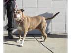 Labrador Retriever Mix DOG FOR ADOPTION RGADN-1222382 - COCO - Labrador
