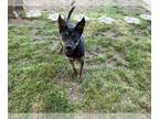 Shepradors DOG FOR ADOPTION RGADN-1222402 - FRAN - Labrador Retriever / German