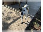 American Pit Bull Terrier DOG FOR ADOPTION RGADN-1222404 - CAROLINE - Pit Bull