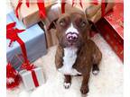 American Pit Bull Terrier Mix DOG FOR ADOPTION RGADN-1222413 - CHILI - Pit Bull