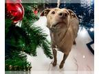 American Pit Bull Terrier DOG FOR ADOPTION RGADN-1222415 - LOLA - Pit Bull