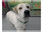 Anatolian Shepherd DOG FOR ADOPTION RGADN-1222420 - HENRY - Anatolian Shepherd