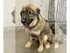 Australian Shepherd Mix DOG FOR ADOPTION RGADN-1222422 - CHICKIE - Australian