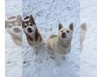 Huskies Mix DOG FOR ADOPTION RGADN-1222424 - Polar - Husky / Mixed Dog For