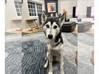 Huskies -Siberian Husky Mix DOG FOR ADOPTION RGADN-1222425 - Mandy - Husky /