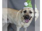 Labrador Retriever Mix DOG FOR ADOPTION RGADN-1222428 - August - Labrador