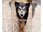 Alusky DOG FOR ADOPTION RGADN-1222429 - Mica - Siberian Husky / Alaskan Malamute