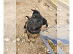 Shepradors DOG FOR ADOPTION RGADN-1222431 - Midnight - Labrador Retriever /