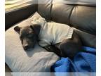 American Staffordshire Terrier DOG FOR ADOPTION RGADN-1222435 - Maxine -
