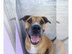 American Pit Bull Terrier Mix DOG FOR ADOPTION RGADN-1222437 - Neo - Pit Bull