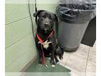 Labrador Retriever DOG FOR ADOPTION RGADN-1222454 - JACE - Labrador Retriever