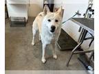 Akita-Huskies Mix DOG FOR ADOPTION RGADN-1222459 - MOWGLI - Husky / Akita /