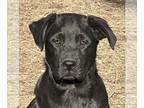 Huskies -Labrador Retriever Mix DOG FOR ADOPTION RGADN-1222467 - Harmony - Husky