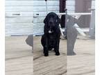 Lab-Pointer DOG FOR ADOPTION RGADN-1222468 - Prince - Pointer / Labrador