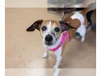 Jack-A-Bee DOG FOR ADOPTION RGADN-1222504 - Gracie - Beagle / Jack Russell