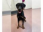 Rottweiler DOG FOR ADOPTION RGADN-1222505 - REMINGTON - Rottweiler (medium coat)