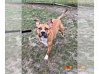 American Pit Bull Terrier DOG FOR ADOPTION RGADN-1222521 - SKYE - American Pit