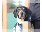 Treeing Walker Coonhound DOG FOR ADOPTION RGADN-1222526 - Ranger - Treeing
