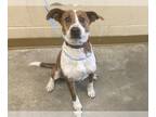 Beagle Mix DOG FOR ADOPTION RGADN-1222528 - CHANCE - Jack Russell Terrier