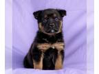 Australian Kelpie Mix DOG FOR ADOPTION RGADN-1222552 - Sunstone Pup - Black