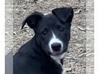 Collie-Labrador Retriever Mix DOG FOR ADOPTION RGADN-1222564 - Allegra LOWER
