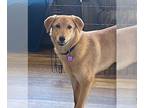 Golden Retriever Mix DOG FOR ADOPTION RGADN-1222571 - **ZUNI** Adoption