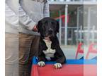 Labrador Retriever Mix DOG FOR ADOPTION RGADN-1222592 - IROW - Labrador
