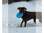 Labrador Retriever DOG FOR ADOPTION RGADN-1222601 - Bo Diddley - Labrador
