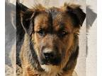 Pembroke Welsh Corgi Mix DOG FOR ADOPTION RGADN-1222604 - Cheelo (CP) Adopt Me!