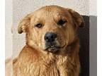 Golden Retriever Mix DOG FOR ADOPTION RGADN-1222607 - Remi (CP) Adopt Me!