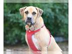 Black Mouth Cur DOG FOR ADOPTION RGADN-1222636 - ARCHIE - Black Mouth Cur