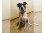 Australian Shepherd Mix DOG FOR ADOPTION RGADN-1222655 - Ollie - Australian