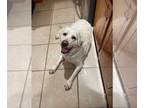 Labrador Retriever DOG FOR ADOPTION RGADN-1222683 - Chloe - Labrador Retriever